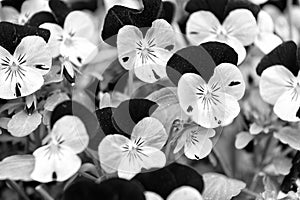 Heartsease viola flower. Viola genus of flowering plants in violet family violaceae. Beautiful gorgeous flower. Viola