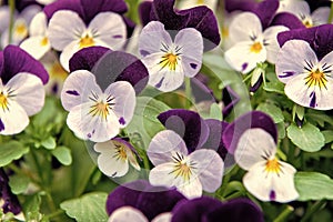 Heartsease viola flower. Viola genus of flowering plants in violet family violaceae. Beautiful gorgeous flower. Viola