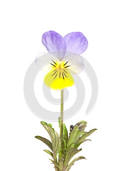 Heartsease (Viola tricolor) photo