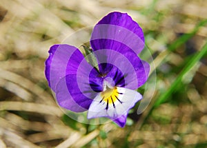 Heartsease (Viola Tricolor) photo