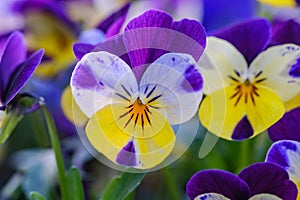 Heartsease or viola tricolor in garden in Bad Pyrmont, Germany, closeup