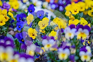 Heartsease or viola tricolor in garden in Bad Pyrmont, Germany, closeup