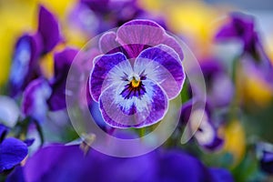 Heartsease or viola tricolor in garden in Bad Pyrmont, Germany, closeup