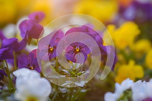 Heartsease or viola tricolor in garden in Bad Pyrmont, Germany, closeup