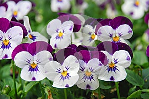 Heartsease Viola or Violet. Viola is a genus of flowering plants in the violet family Violaceae