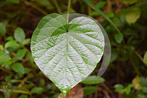 Heartshape leaf photo