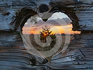 A heartshaped hole in an old wooden fence, through which you can see the beautiful sunset and tall pine tree