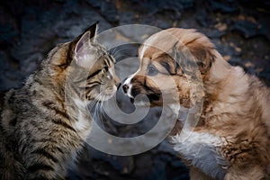 A heartwarming image of a tabby cat and fluffy puppy bonding together