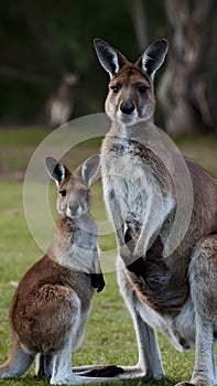 Heartwarming portrait of kangaroo mother and son in natural habitat