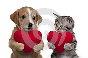 Heartwarming puppy and kitten cuddle with plush hearts in adorable photo shoot