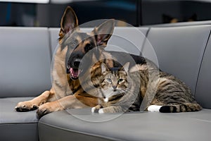 A heartwarming scene of a German Shepherd and tabby cat lounging together photo