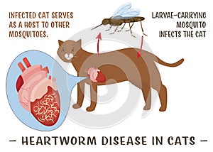 Heartworm disease in cats. Editable vector illustration.