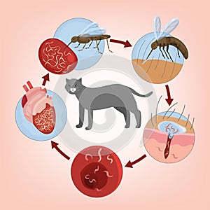 Heartworm disease in cats. Editable vector illustration.