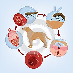 Heartworm disease in dogs. Editable vector illustration.