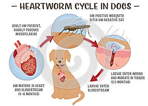 Heartworm disease in dogs. Editable vector illustration.