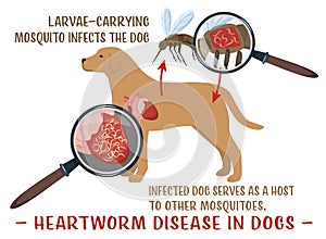 Heartworm disease in dogs. Editable vector illustration.