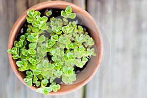 Hearty green plant in terra cotta pot