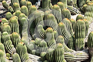 Hearty patch of slender thorny barrel cactus