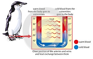 Heat exchange - penguin