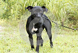 Skinny black Lab Pitbull mix breed dog adoption photograph