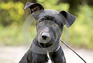 Skinny black Lab Pitbull mix breed dog adoption photograph