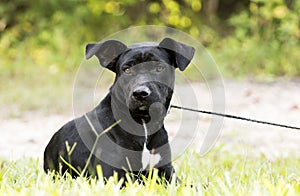 Skinny black Lab Pitbull mix breed dog adoption photograph