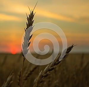 Heat field. Ears of golden wheat close up.