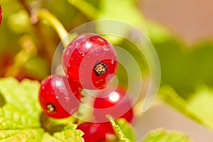 Heat makes the intense red of the currants resurface