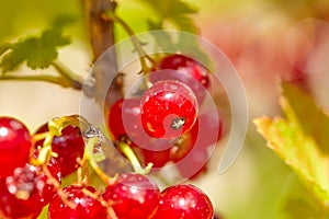 Heat makes the intense red of the currants resurface