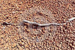 Heat-seared plant root on hot, lifeless orange shoreline rocks, Ibiza, Balearic Islands, Spain