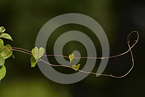 Heat shaped leaves - vine wild. Tendrils locked