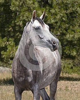 Heat Shot of a Grey Arabian Horse Mare
