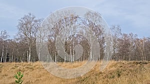 Heat and silver birch forest landscape in the flemish countryside