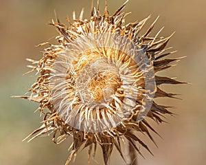 The heat is torching everything 2