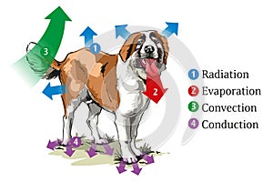 Heat transfer-dog