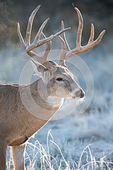 Heat from whitetail buck steaming off of his fur