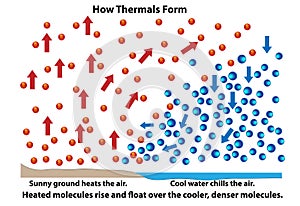 Heated Molecules Rise and Create Thermals