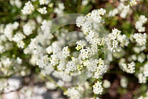 Heath bedstraw (galium saxatile
