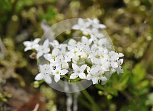 Heath Bedstraw