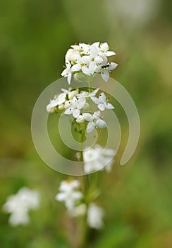 Heath Bedstraw