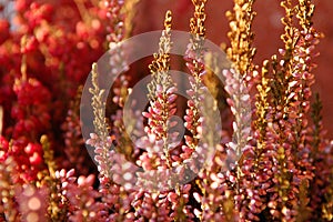 Heath in bloom - Calluna vulgaris