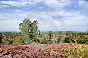 Heath bloom in the LÃ¼neburg Heath