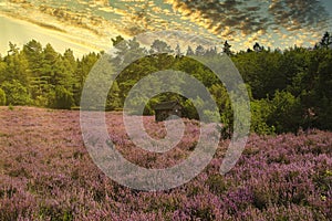 Heath bloom in the LÃ¼neburg Heath