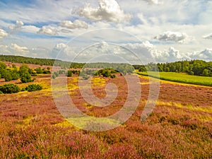 Heath bloom in the LÃ¼neburg Heath