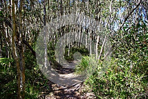 Heath Circuit walking track at Currimundi Lake Conservation Park