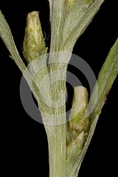 Heath Cudweed Omalotheca sylvatica. Ancillary Capitula Closeup