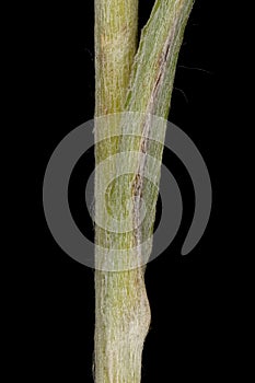 Heath Cudweed Omalotheca sylvatica. Stem and Leaf Base Closeup