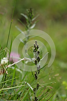 Heath cudweed