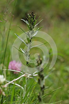 Heath cudweed