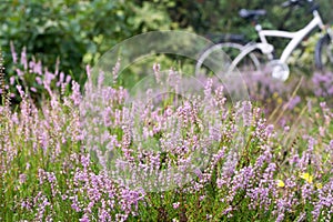 Heath field and bike